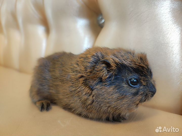 Морские свинки голые с доставкой на адрес