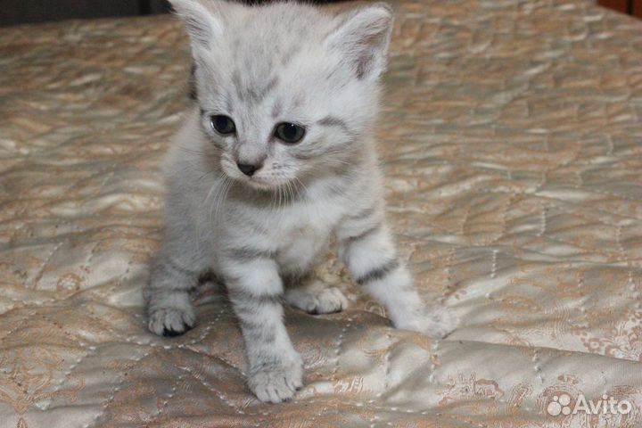 Прелестные котята в добрые руки