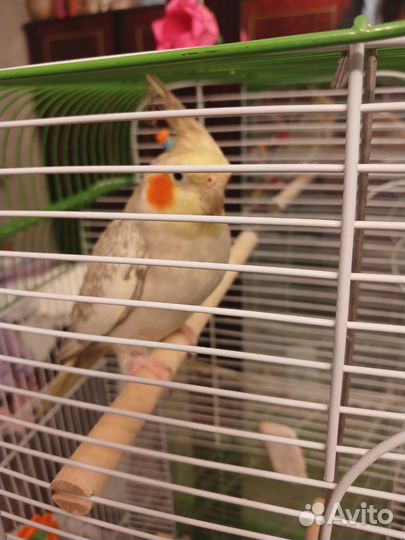 Попугай корелла