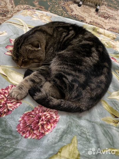 Кот в добрые руки