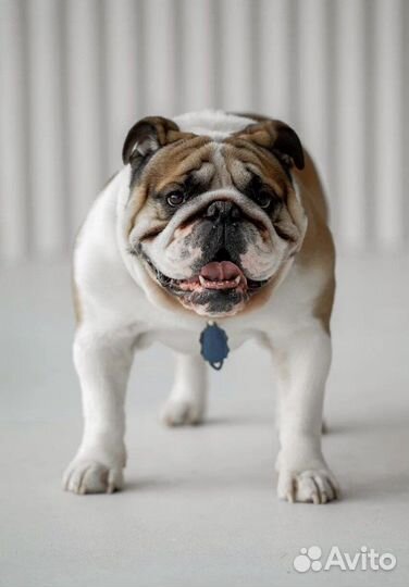 Английский бульдог