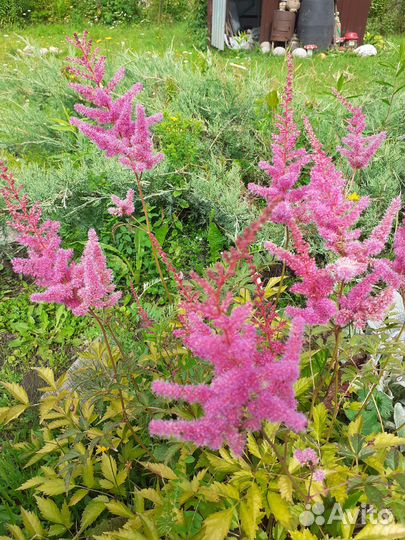 Многолетние садовые цветы