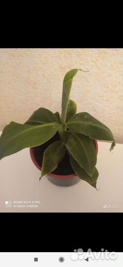 Комнатный банан (оригинальный подарок к 8 марта)