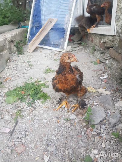 Цыплята Брама