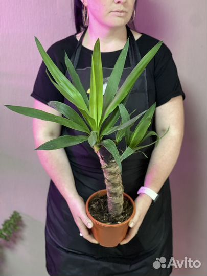 Пальма юкка d17