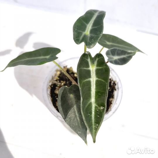 Алоказия бамбино