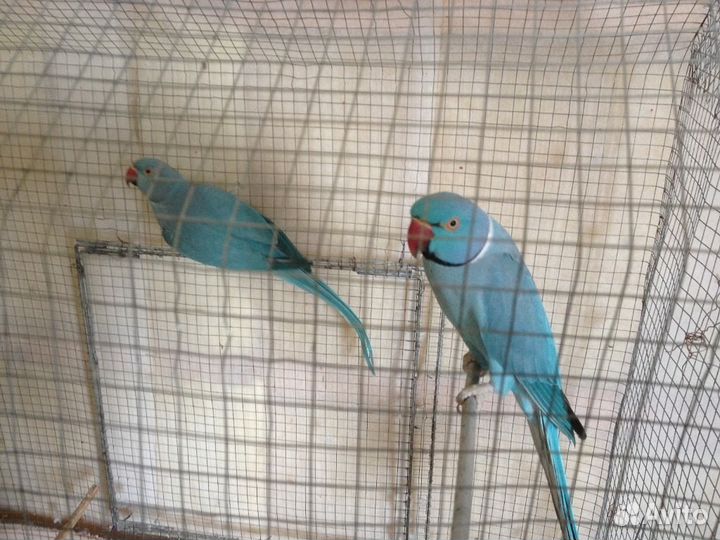 Ожереловые синие попугаи