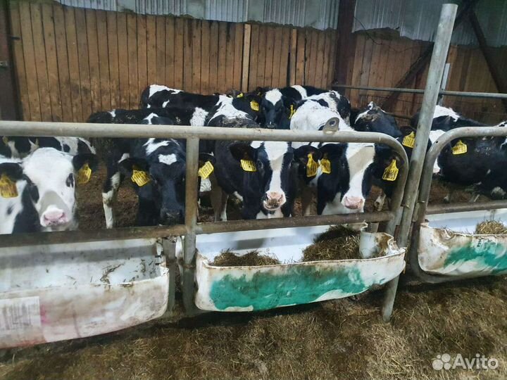 Бык и телка