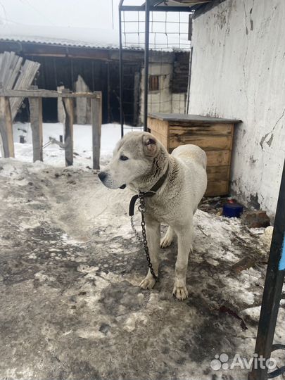 Собака алабай