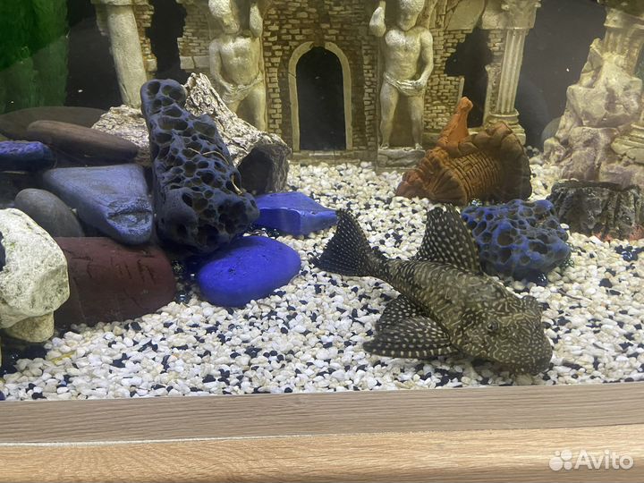 Аквариум с тумбой 500 л. и внешний фильтр