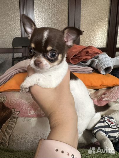 Щенки чихуахуа мини