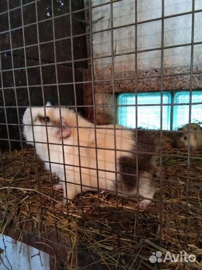 Морская свинка