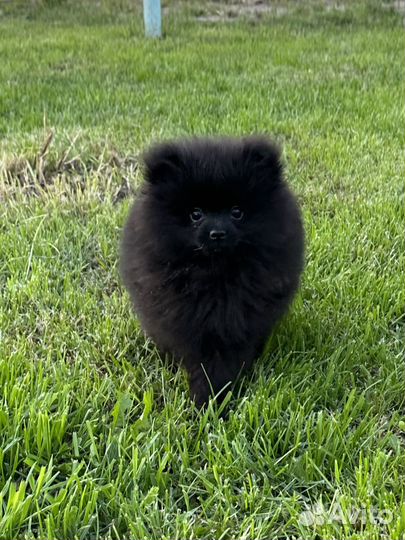 Померанский шпиц медвежьего типа