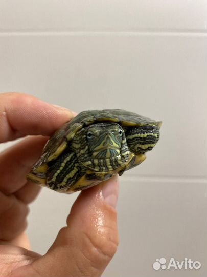Красноухая черепашка с акватеррариумом (торг)