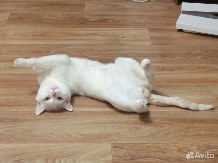 Кошка