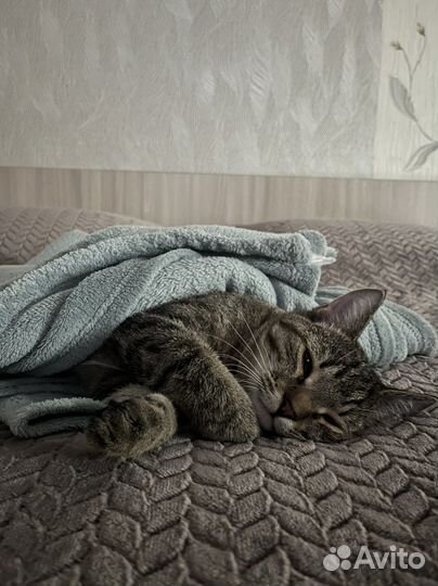 Котик бесплатно