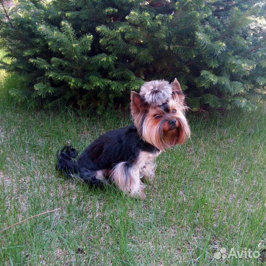 Вязка йоркширский терьер