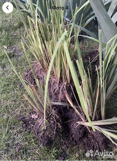 Ирис, лилейник японский(сортовые), лилии