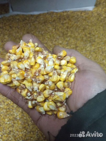 Просо, пшеница,семечки,смесь,кукуруза