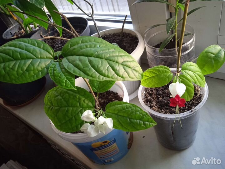 Клеродендрум