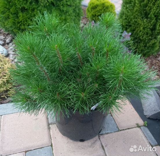 Сосна горная