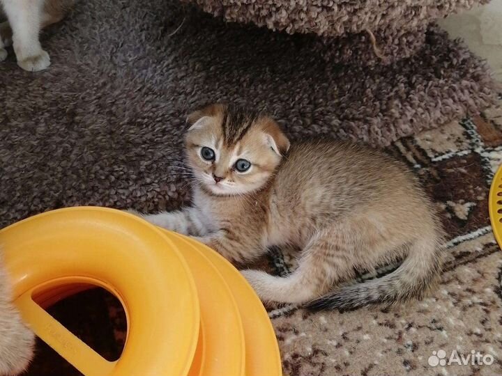 Золотая шиншилла. Котята. Доставка