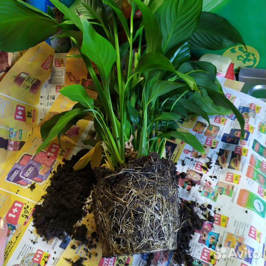 Спатифиллум Женское счастье