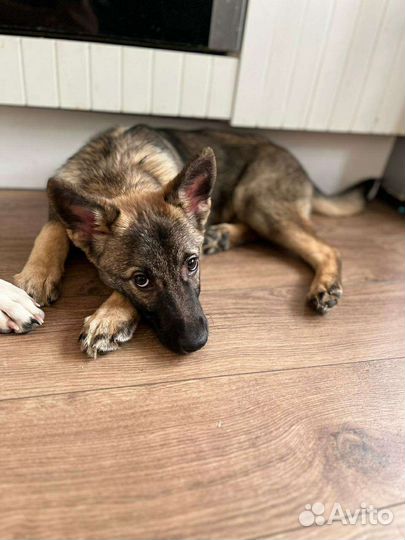 Щенки-метисы овчарки в дар
