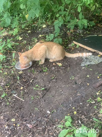 Котики бесплатно