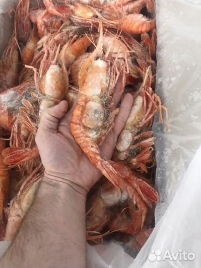 Креветка Ботан