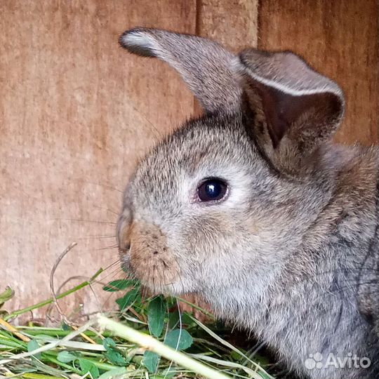 Выгуливание собак