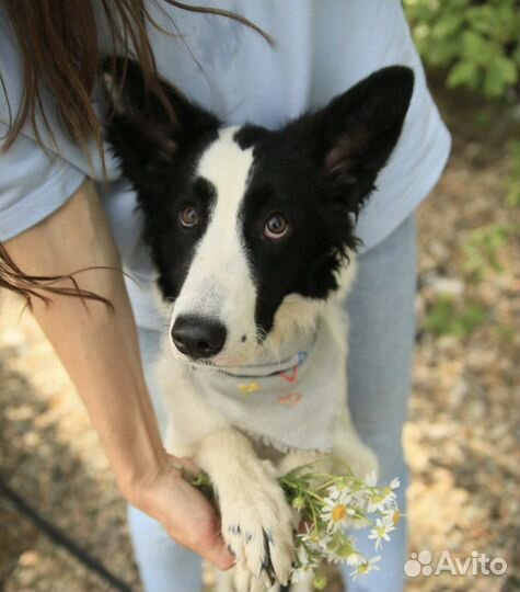 Щенок почти бордер-колли в добрые руки