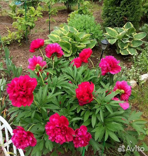 Пионы саженцы