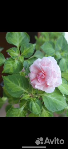 Укорённые черенки пестролистных бальзаминов