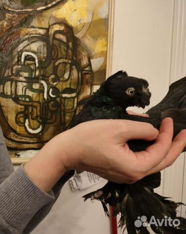 Голуби благодаренские пара