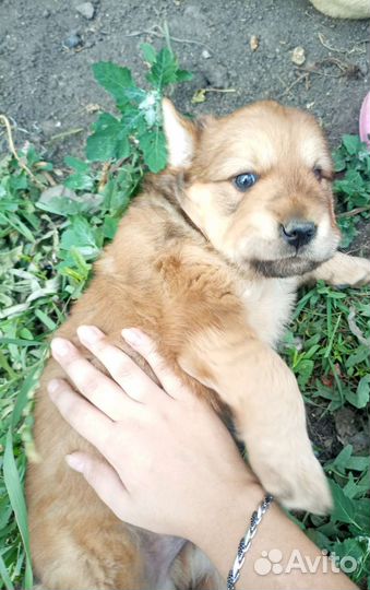 Щенок в добрые руки