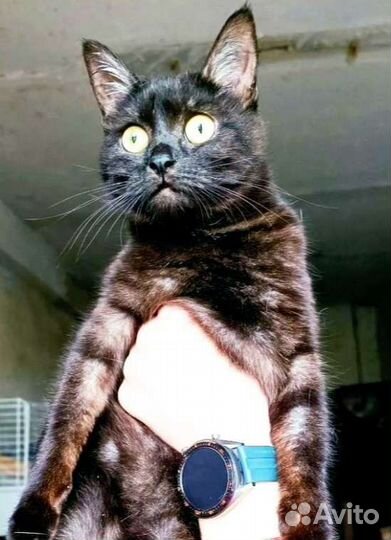Кошка в дар бесплатно