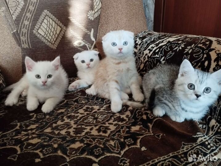 Британские котята