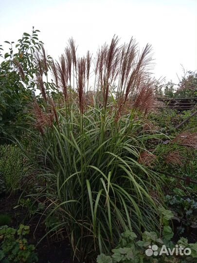 Декоративные злаки