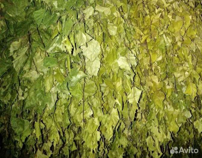 Веники для Бани