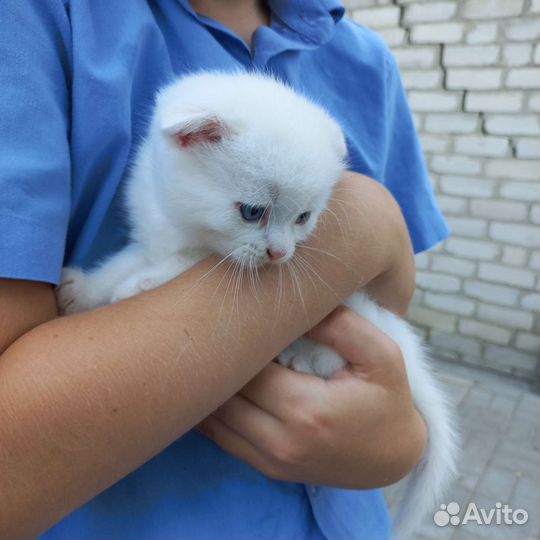 Котята в добрые руки бесплатно