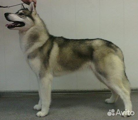 Стрижка собак всех пород в салоне зоостиль