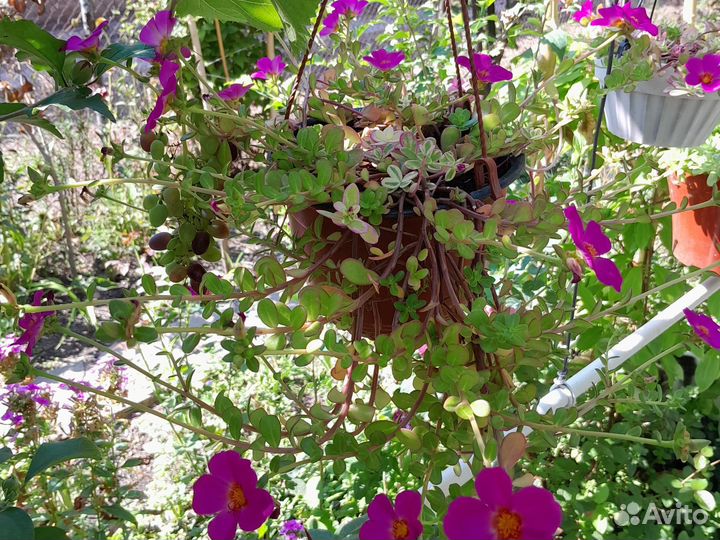 Портала ампельный