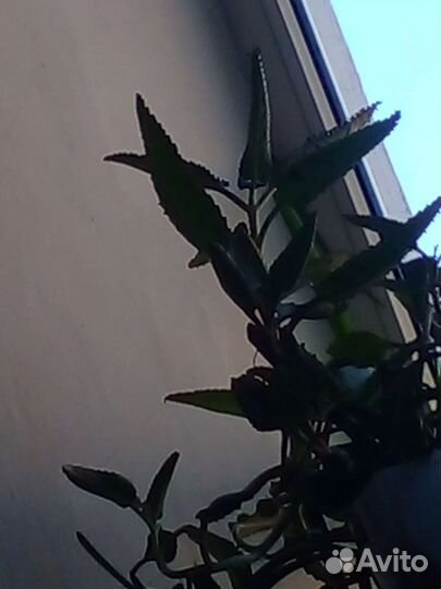 Каланхоэ лечебное