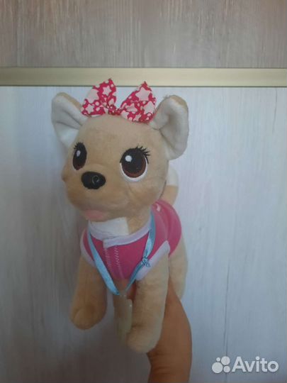 Собака CHI CHI Love