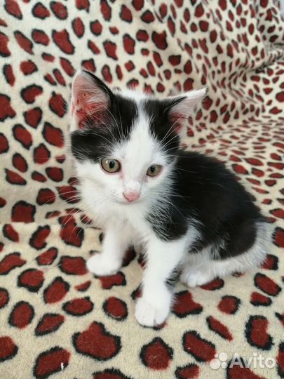 Котята в дар