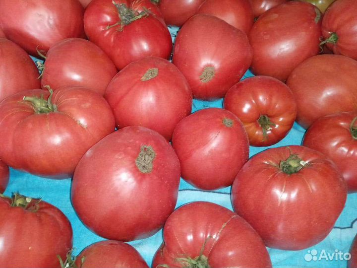 Помидоры