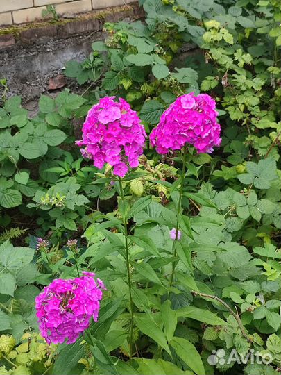 Цветы садовые