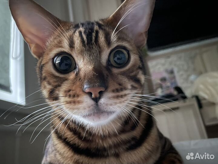 Бенгальский кот