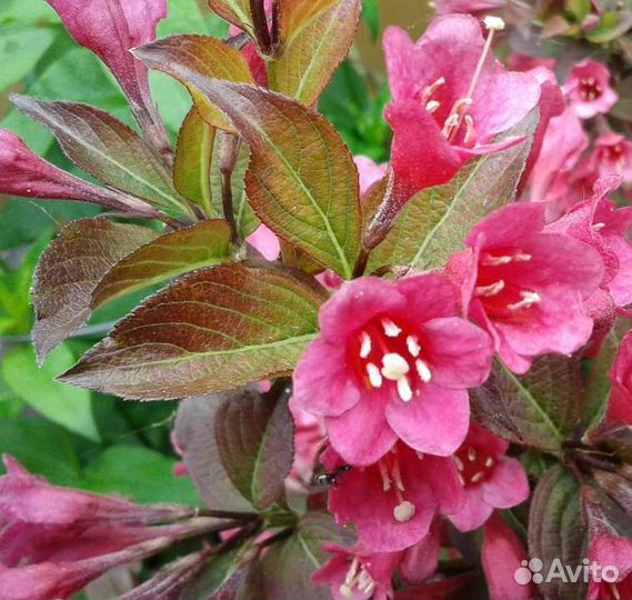 Гортензия, спирея, вейгела